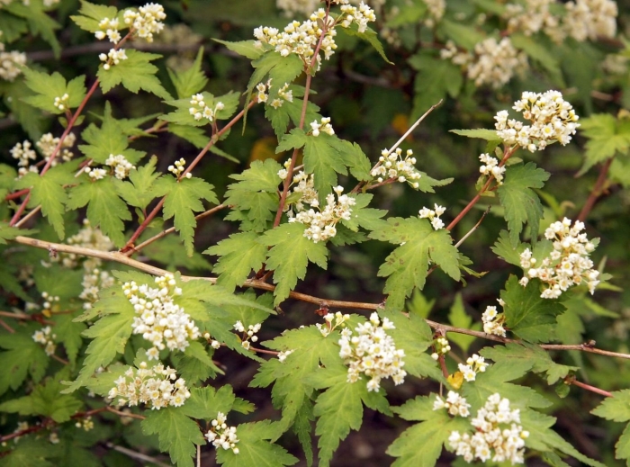 Стефанандра надрезаннолистная криспа