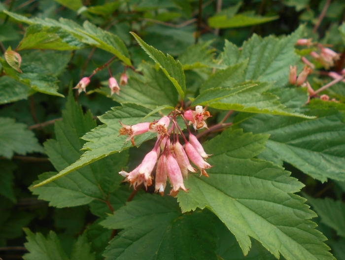 Нейлия китайская