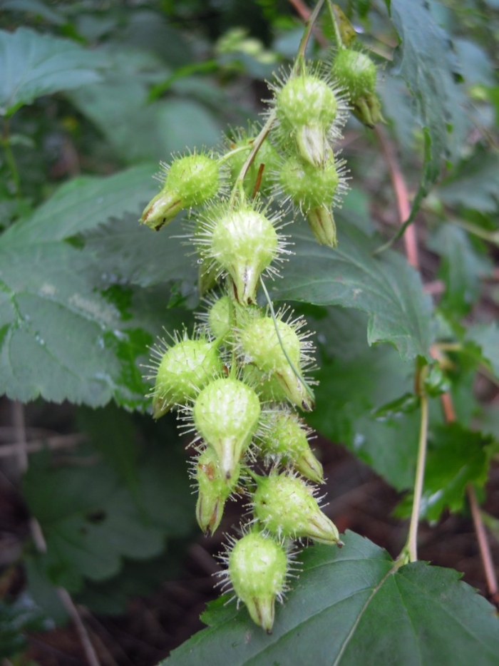 Вишня колючая плоскосемянник