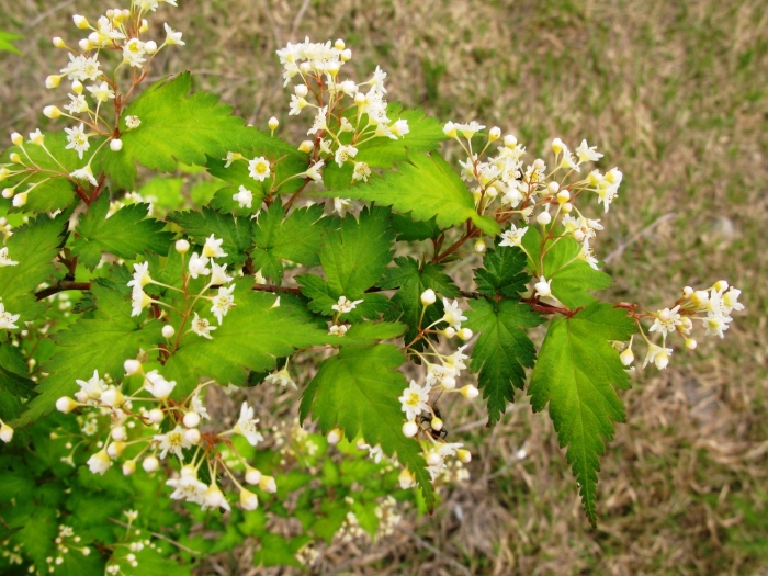 Стефанандра оро верде