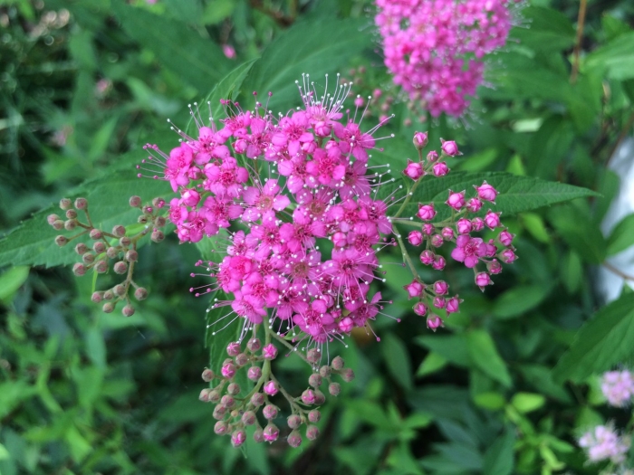 Спирея японская антони ватерер