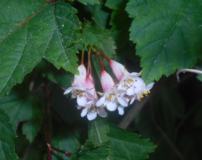 Нейлия длиннокистевая