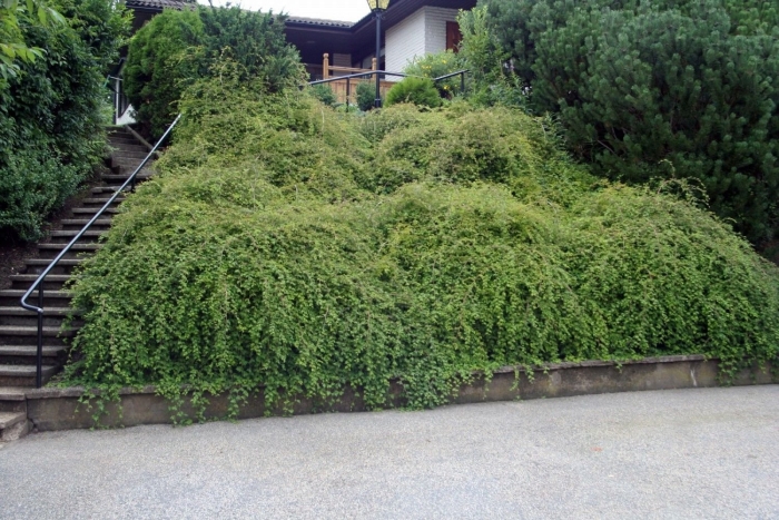 Стефанандра надрезаннолистная криспа