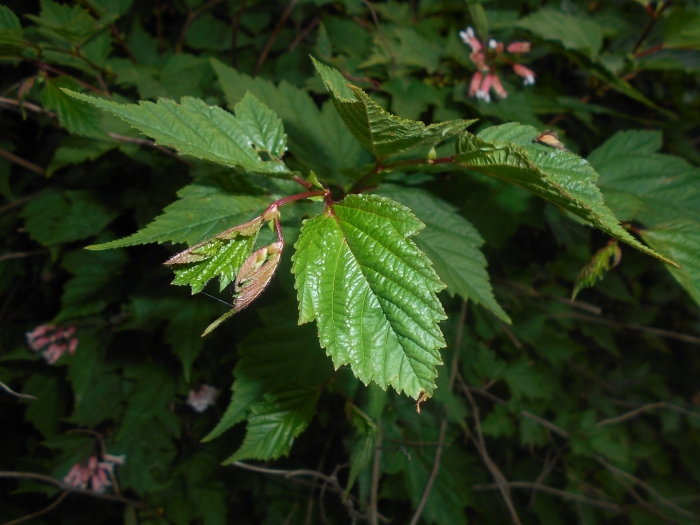 Neillia sinensis