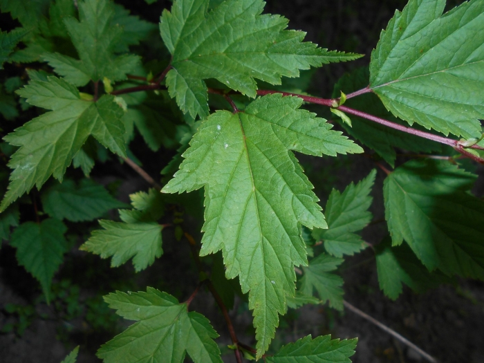 Лист смородина