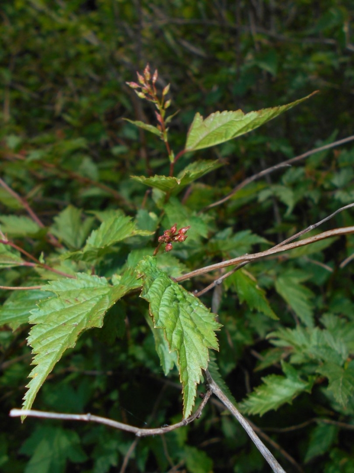 Acalypha virginica