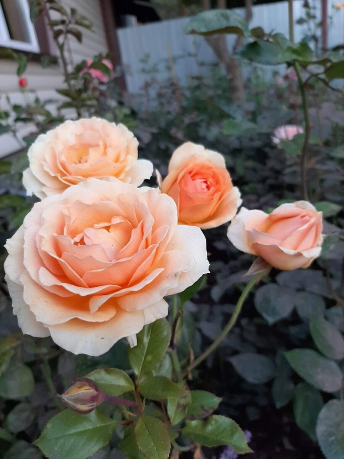 Роза ксавье де фрассинет