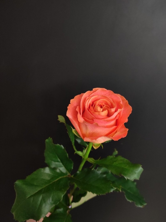 Роза оранжевая