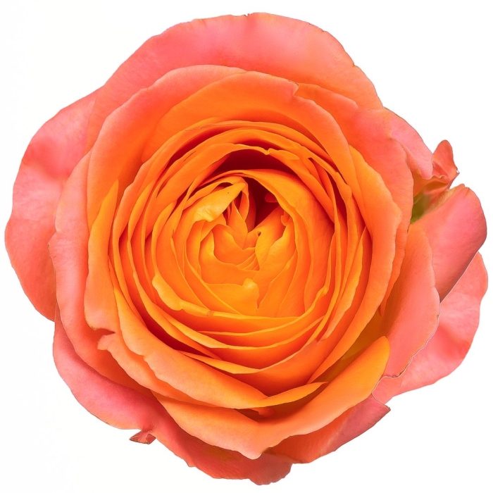 Роза корал риф