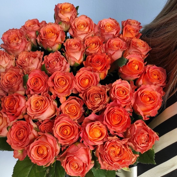 Роза коралловая