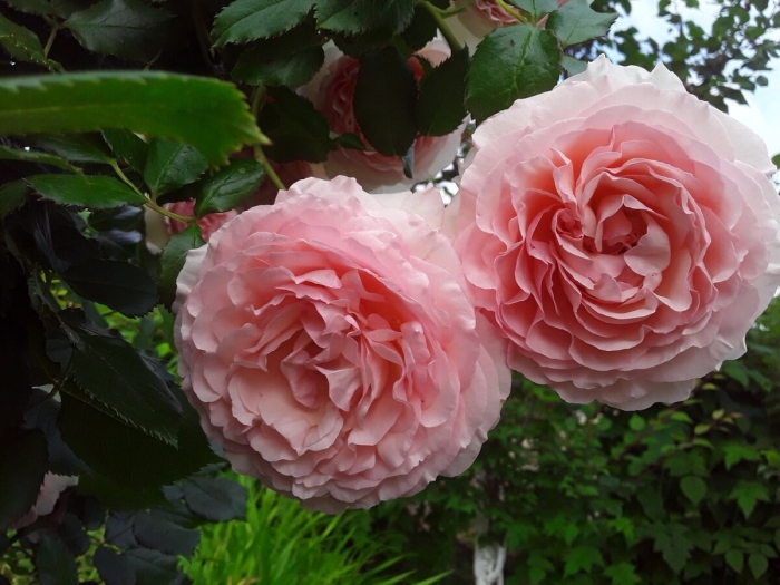 Роза парковая абрахам дерби