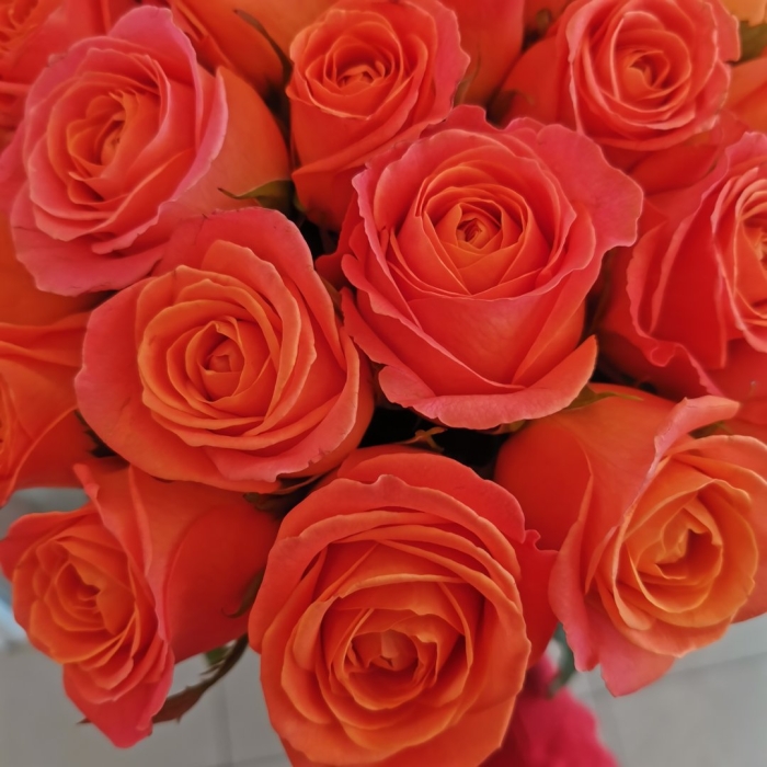 Оранжевая роза