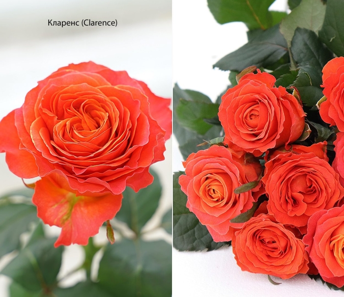 Роза коралл экспрешн