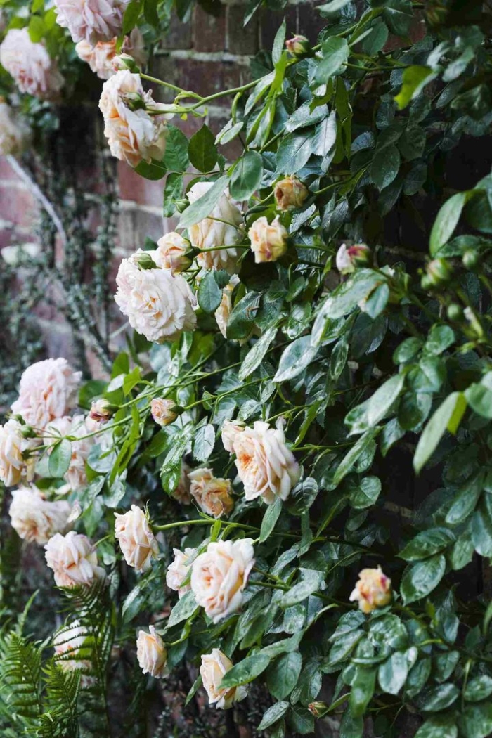 Роза глуар де дижон