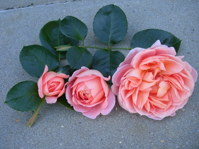 Роза чиппендейл