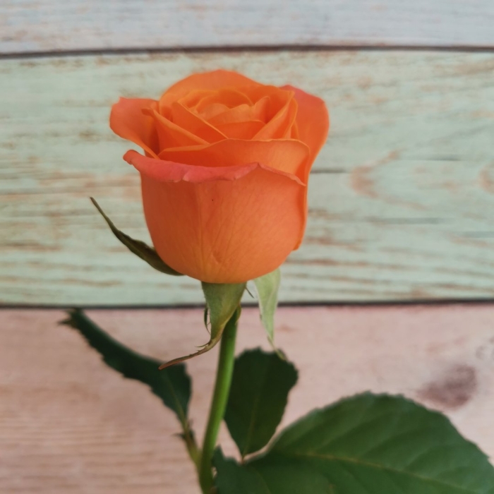 Роза чайно-гибридная вау