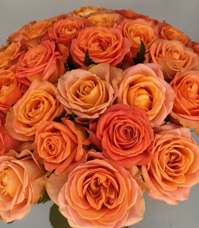 Роза флорибунда оранж сенсейшн