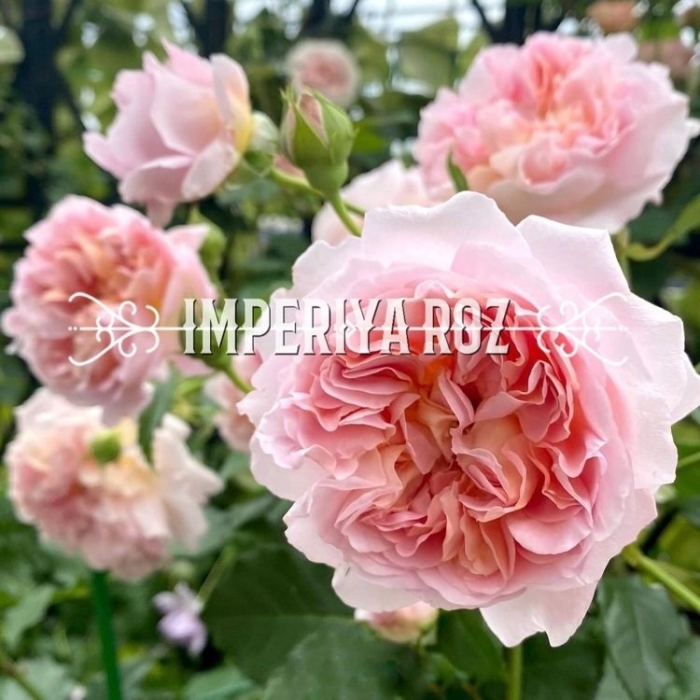 Абрахам дерби роза