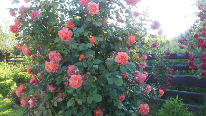 Роза шогун плетистая