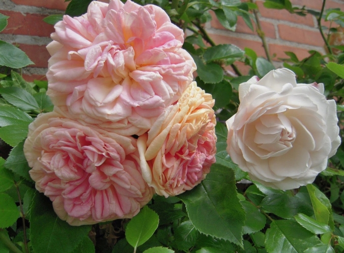 Роза плетистая alchymist