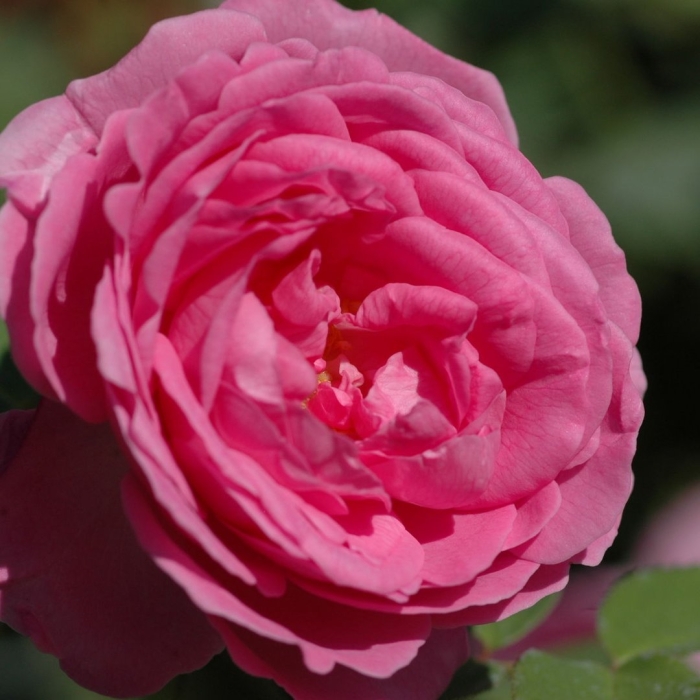 Роза шраб мэри роуз