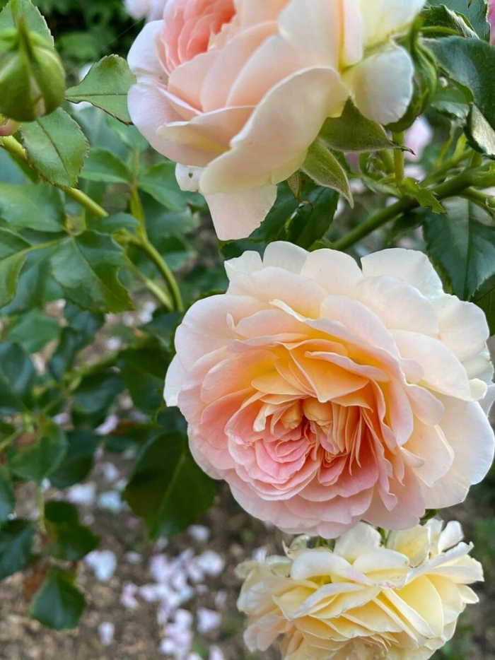 Роза крокус роуз