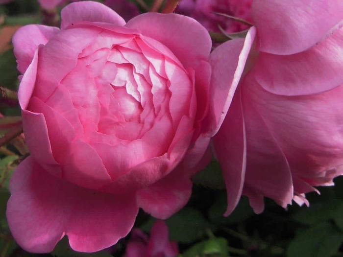 Роза alan titchmarsh