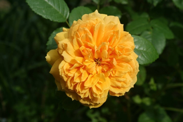 Роза голден зест