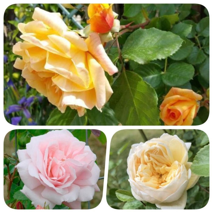 Роза мишка плетистая