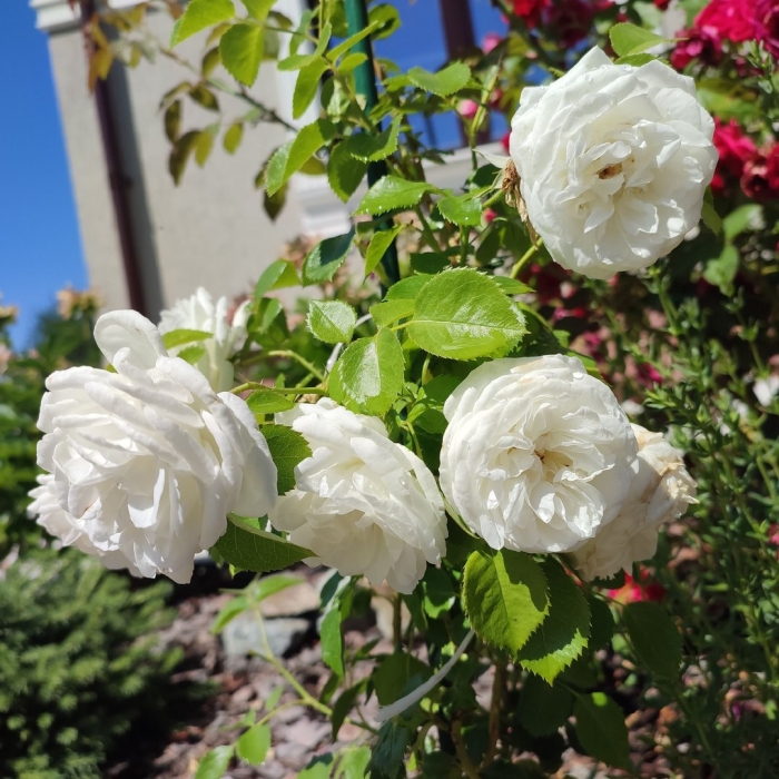 Роза плетистая