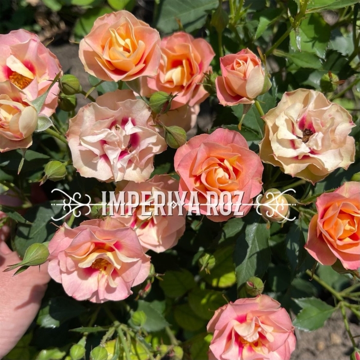 Роза джаз тантау