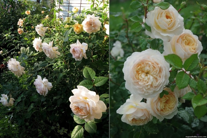 Крокус роуз роза компаньон