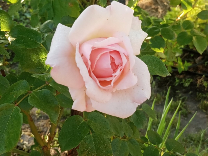 Плетистая роза