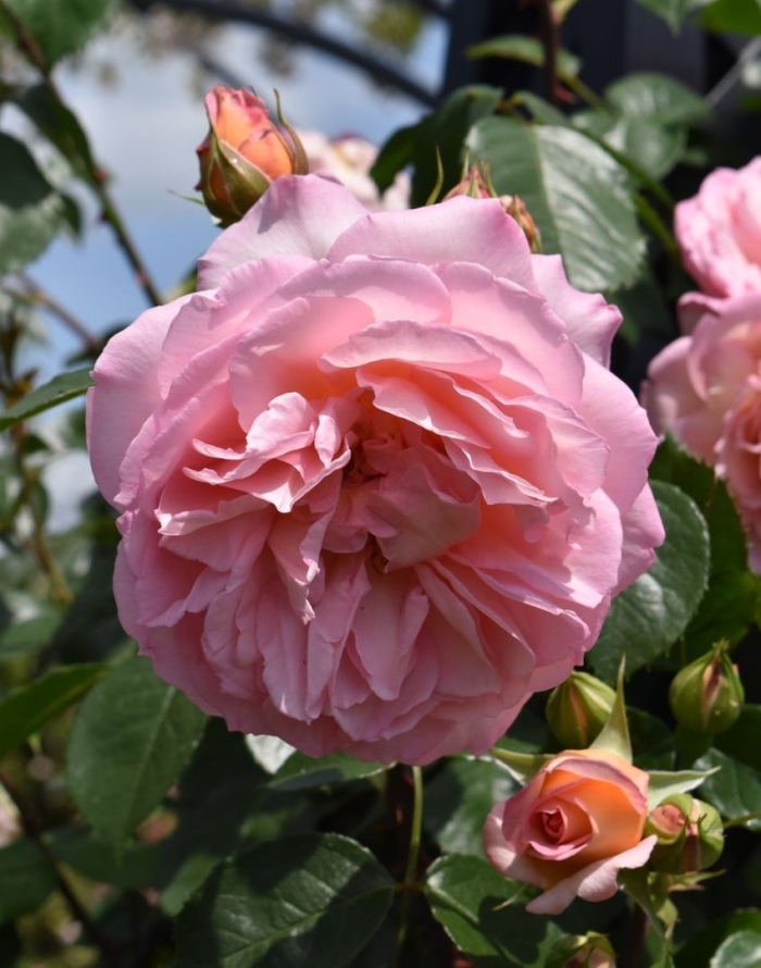 Роза парковая поль бокюз