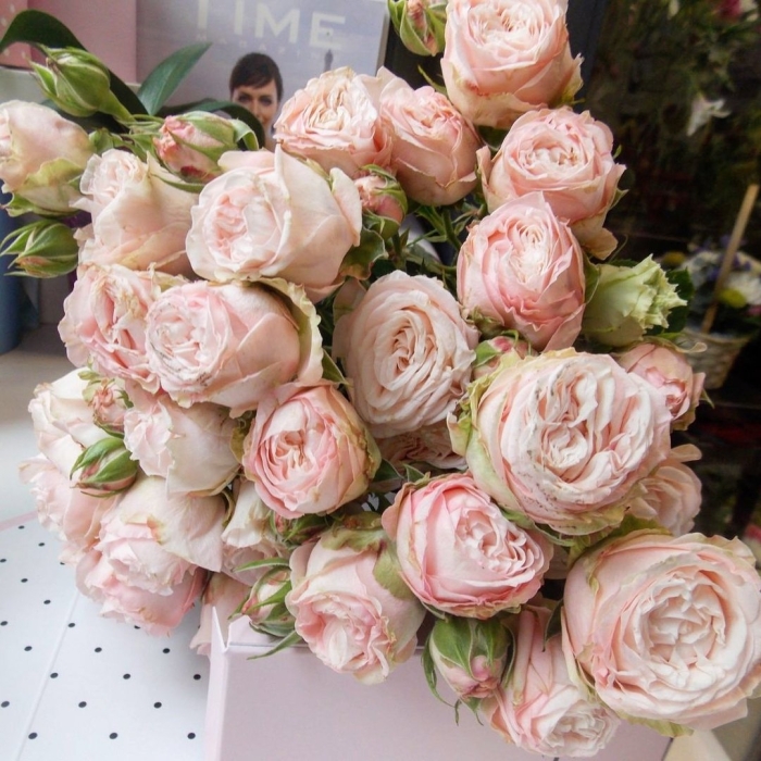 Пионовидная роза бомбастик