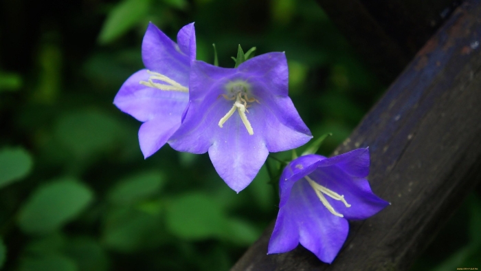 Королевский колокольчик многолетка