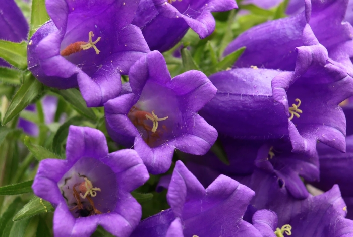 Кампанула колокольчик сиреневый