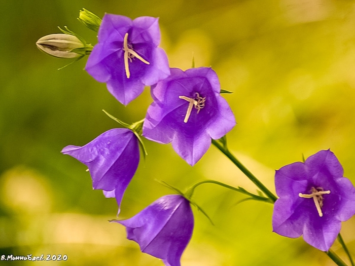 Кампанула колокольчик