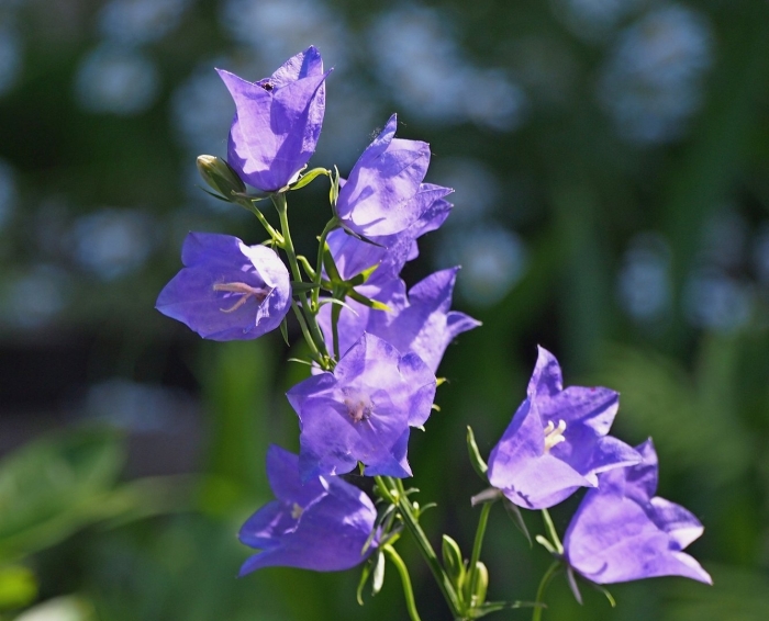 Колокольчик (кампанула) широколистный
