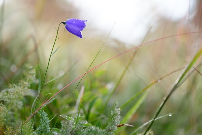 Campanula cochleariifolia