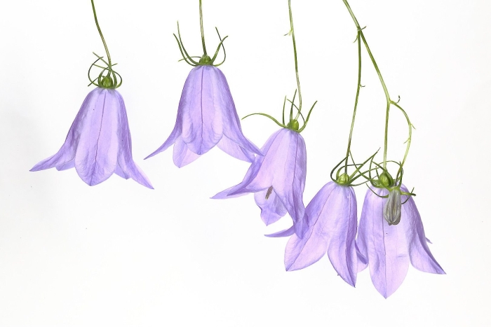 Campanula rotundifolia ботанический рисунок