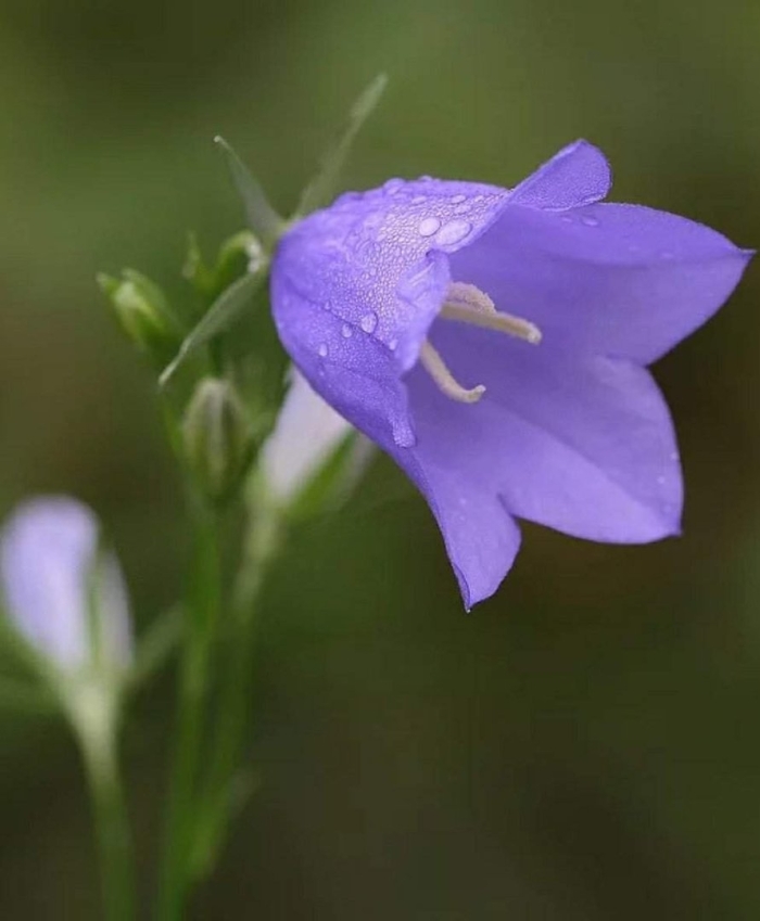 Растение колокольчик