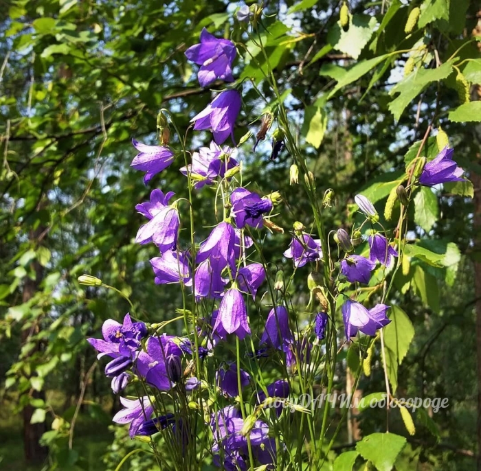 Колокольчик кент бель