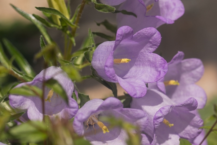 Колокольчик кампанула lilac