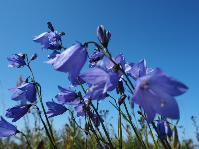 Колокольчик луговой