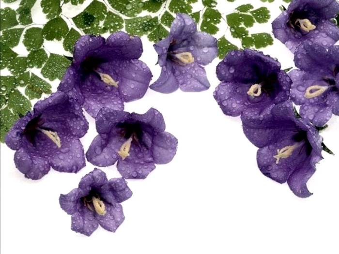 Колокольчик кампана дип блю