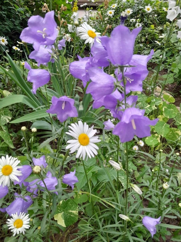 Колокольчики цветок