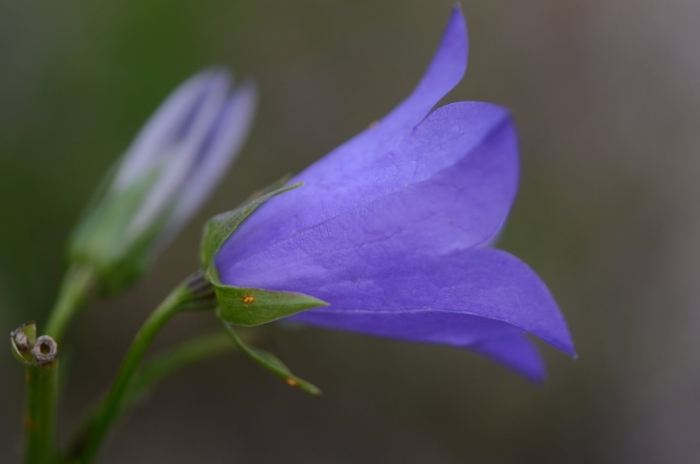 Campanula rotundifolia