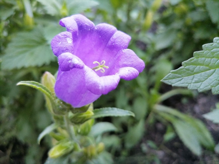 Колокольчик средний кампанелла