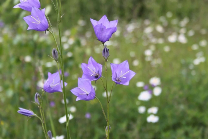 Колокольчик персиколистный (campanula persicifolia l.)